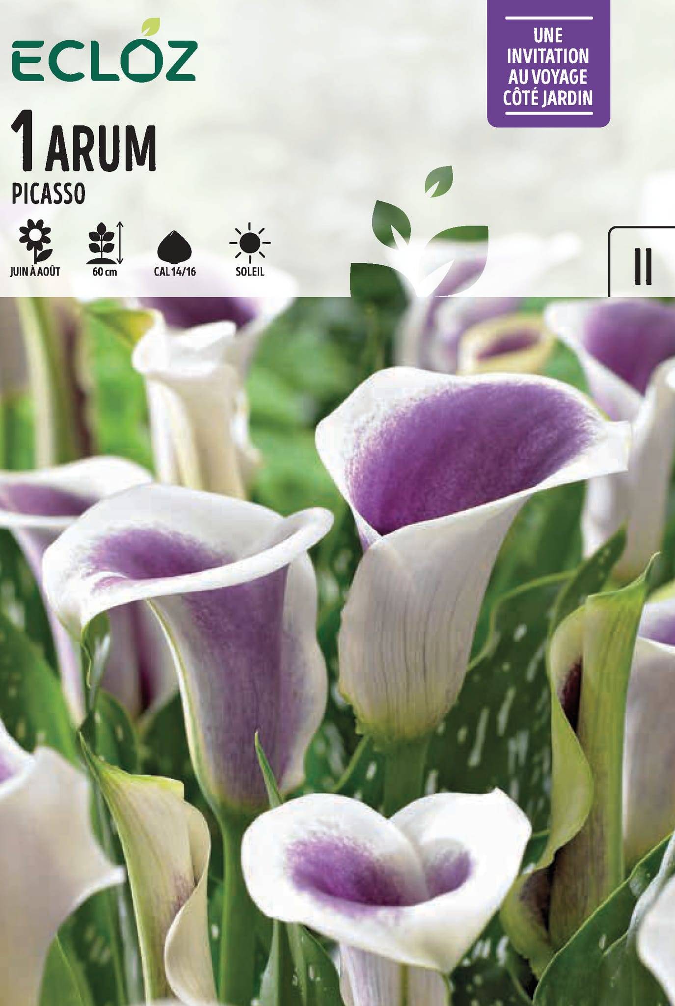 Ecloz - Arum bulbe fleurs Picasso Cal 14/16 - ECLOZ