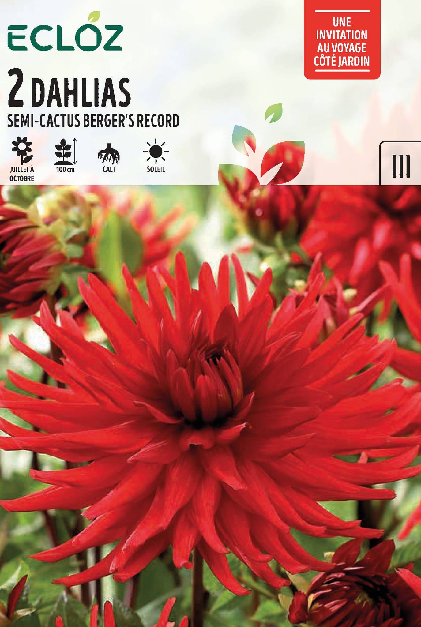 Ecloz - Dahlia Semi-Cactus Berger's Record X2 Cal I – ECLOZ