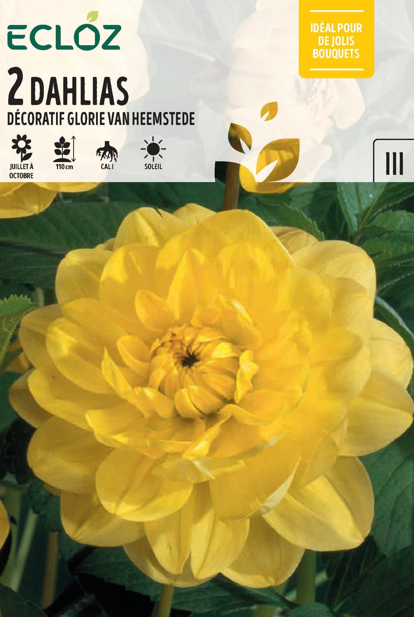 Ecloz - Dahlia décoratif Glorie Van Heemstede x2 cal I - ECLOZ