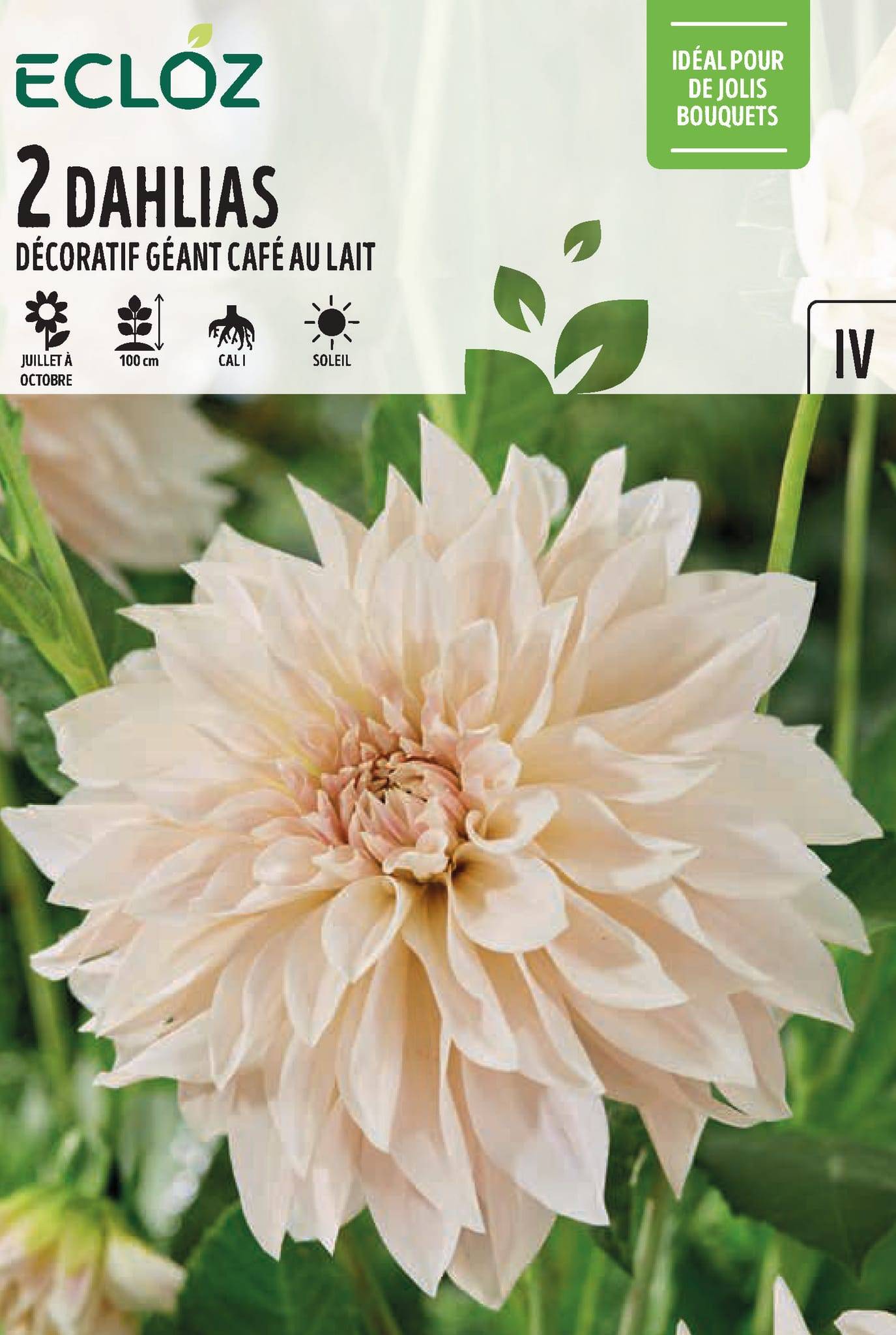 Ecloz - Dahlia décoratif géant Café au lait X2 cal I – ECLOZ