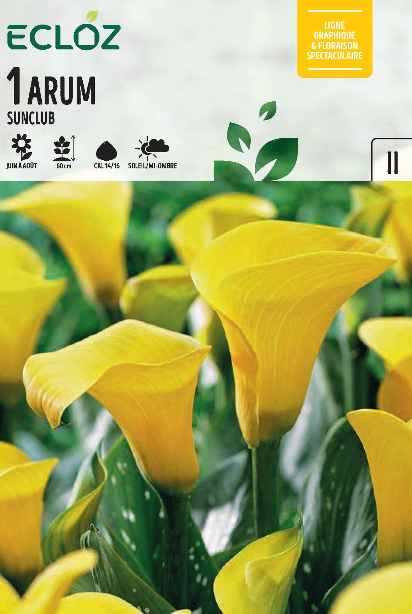 Ecloz - Bulbe à fleurs arum Sunclub cal 14/16 - ECLOZ