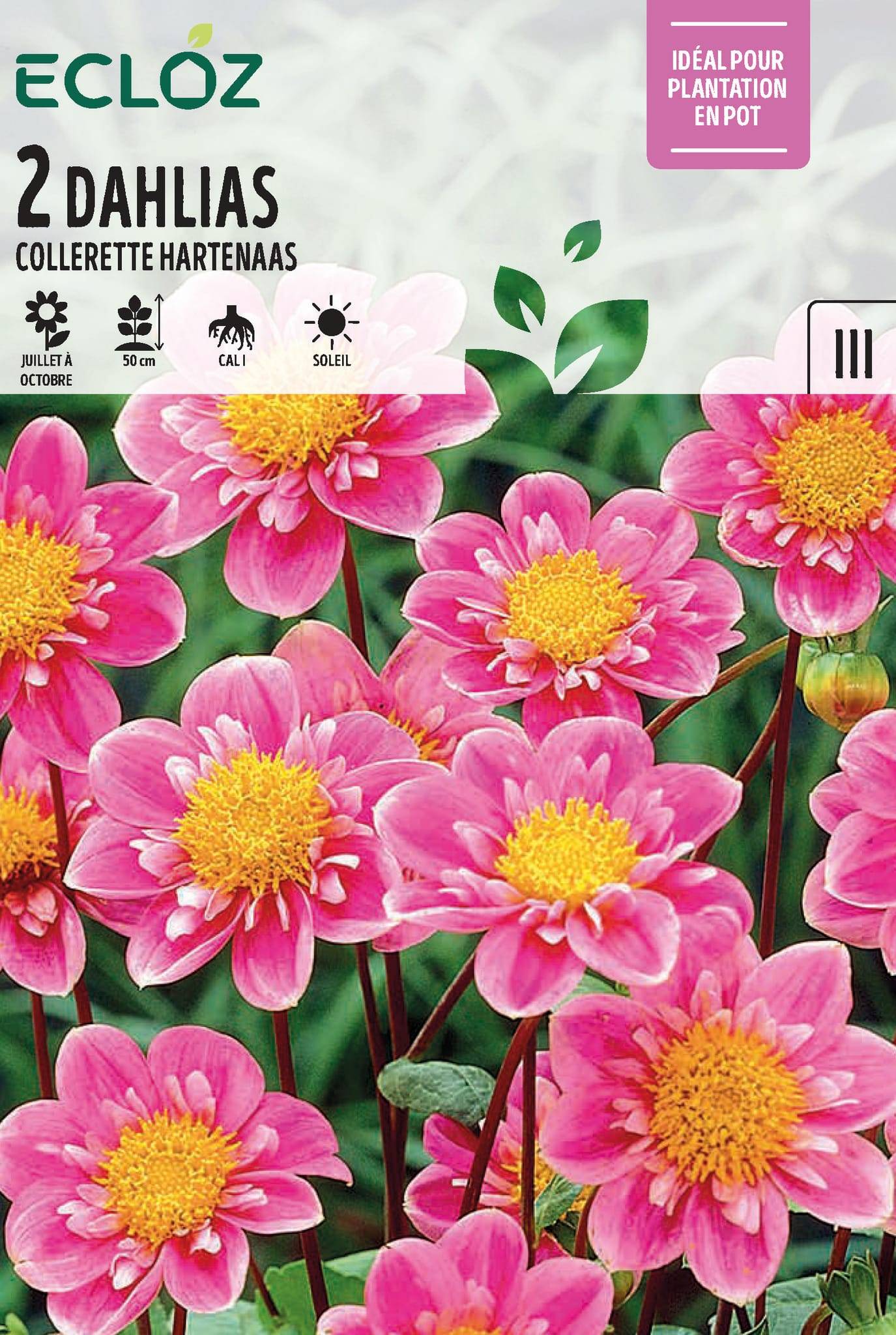 Ecloz - Dahlia Collerette Hartenaas Bulbes x2 Cal I - ECLOZ