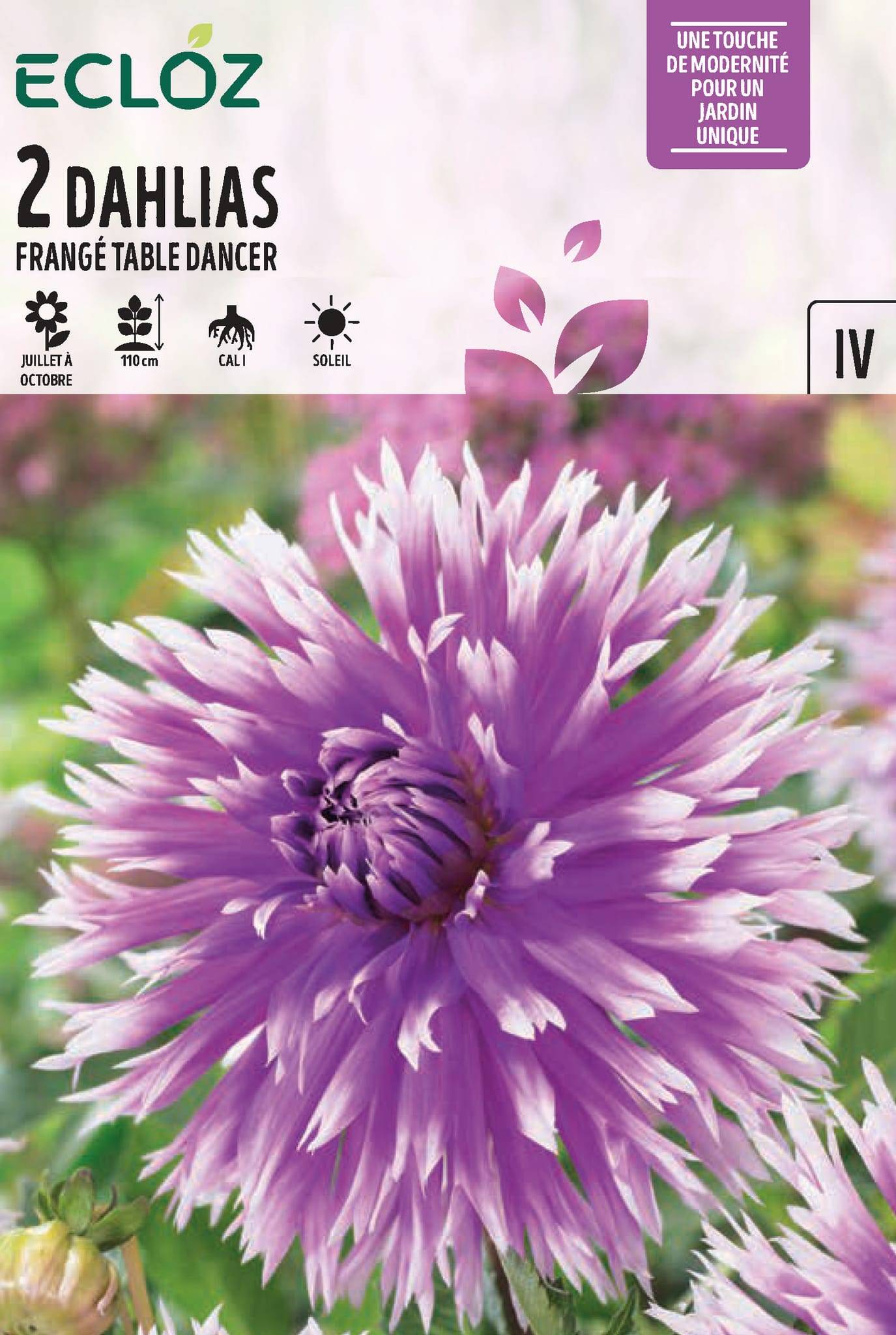 Ecloz - Dahlia frangé Table Dancer Cal I x2 - ECLOZ