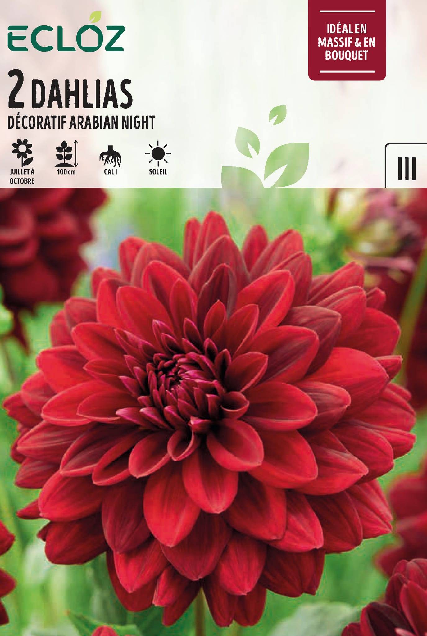 Ecloz - Dahlia décoratif Arabian Night x2 cal I – ECLOZ