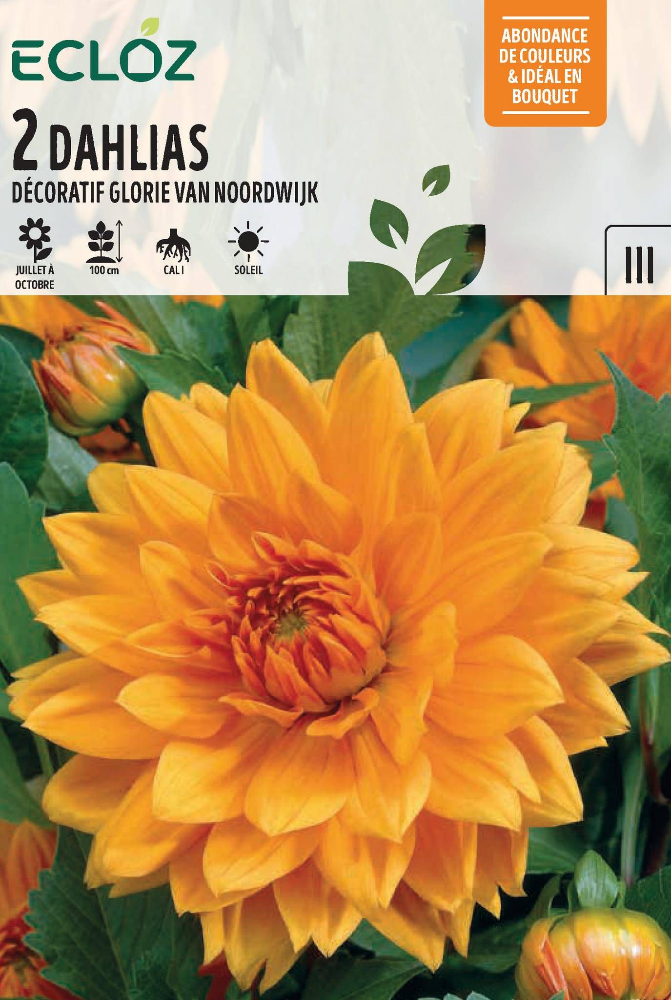 Ecloz - dahlia décoratif Glorie Van Noordwijk x2 cal I – ECLOZ