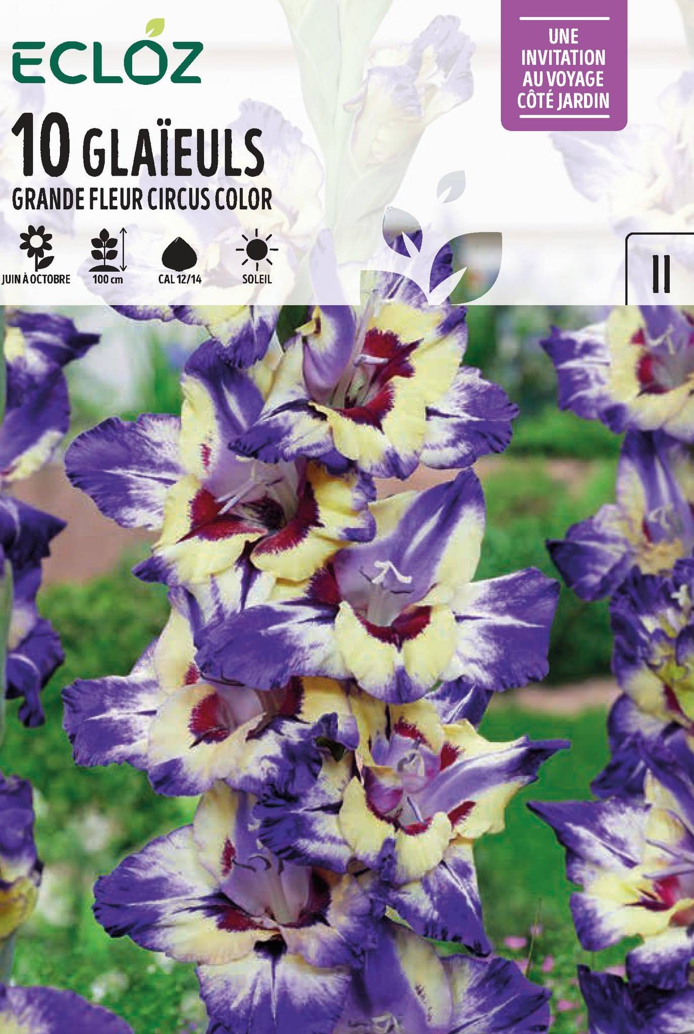 Ecloz - Glaïeul Grande Fleur Circus Color Cal 12/14 x10 - ECLOZ