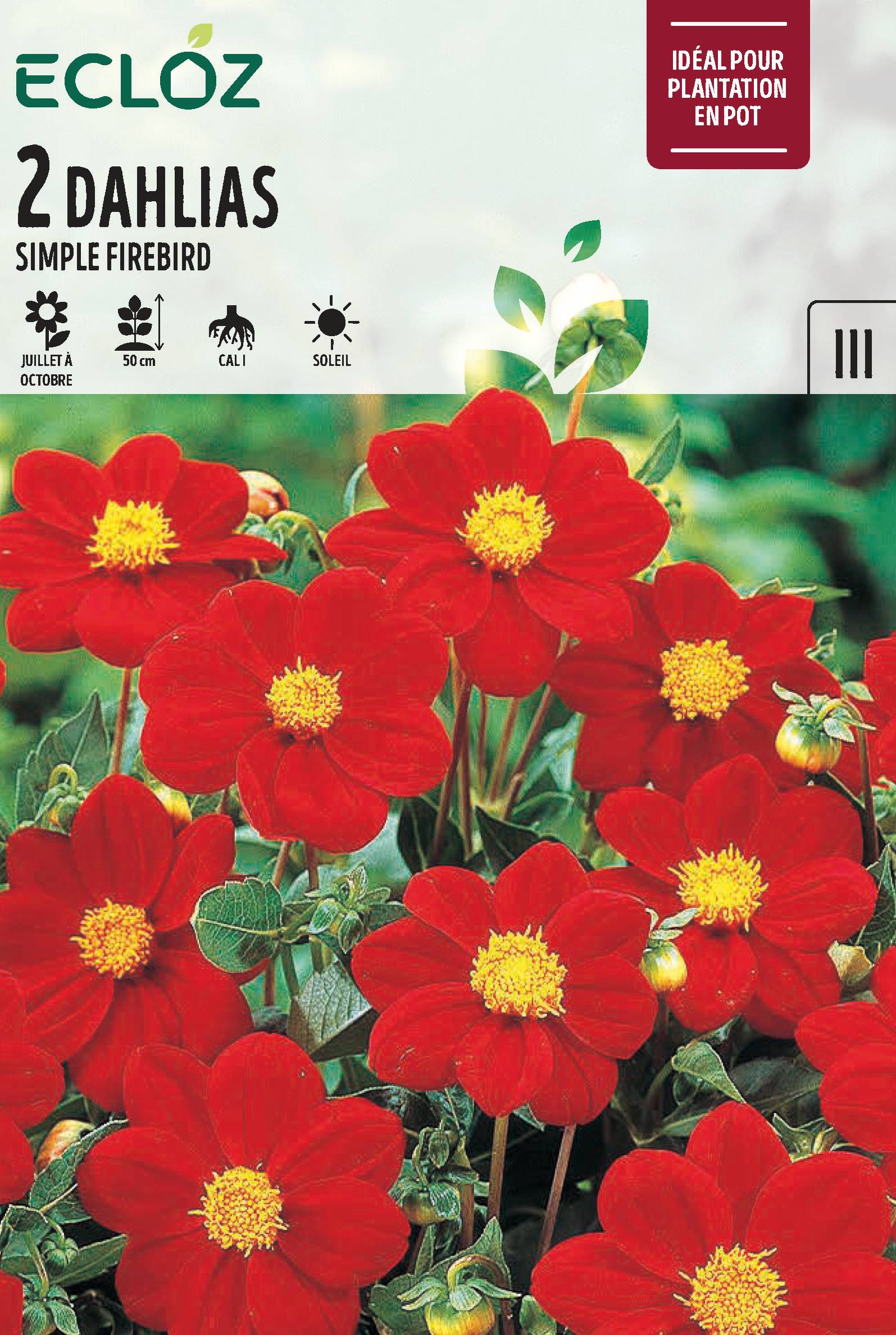 Ecloz - Dahlia Nain Simple 'Fire Bird' Calibre 1 – ECLOZ
