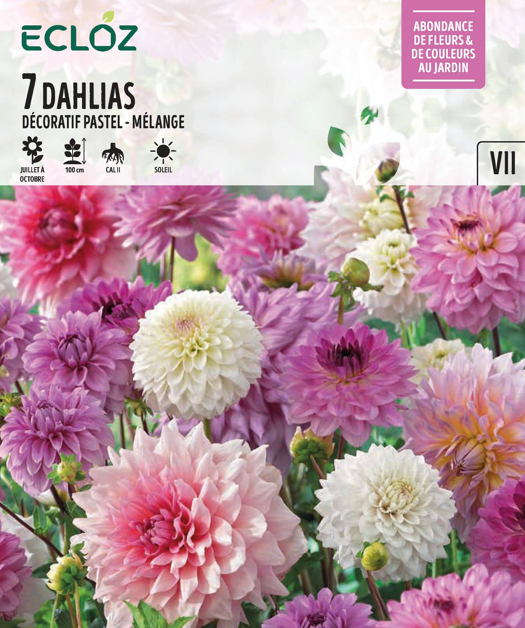Ecloz - Dahlia décoratif pastel mélange X7 cal II - ECLOZ