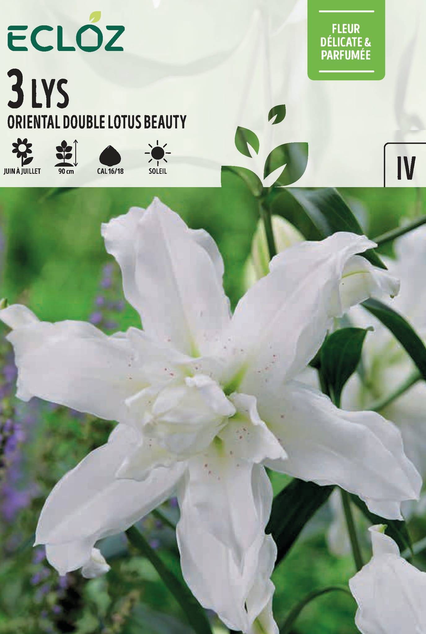 Ecloz - Lys Oriental Double lotus beauty calibre 16/18 x3 – ECLOZ