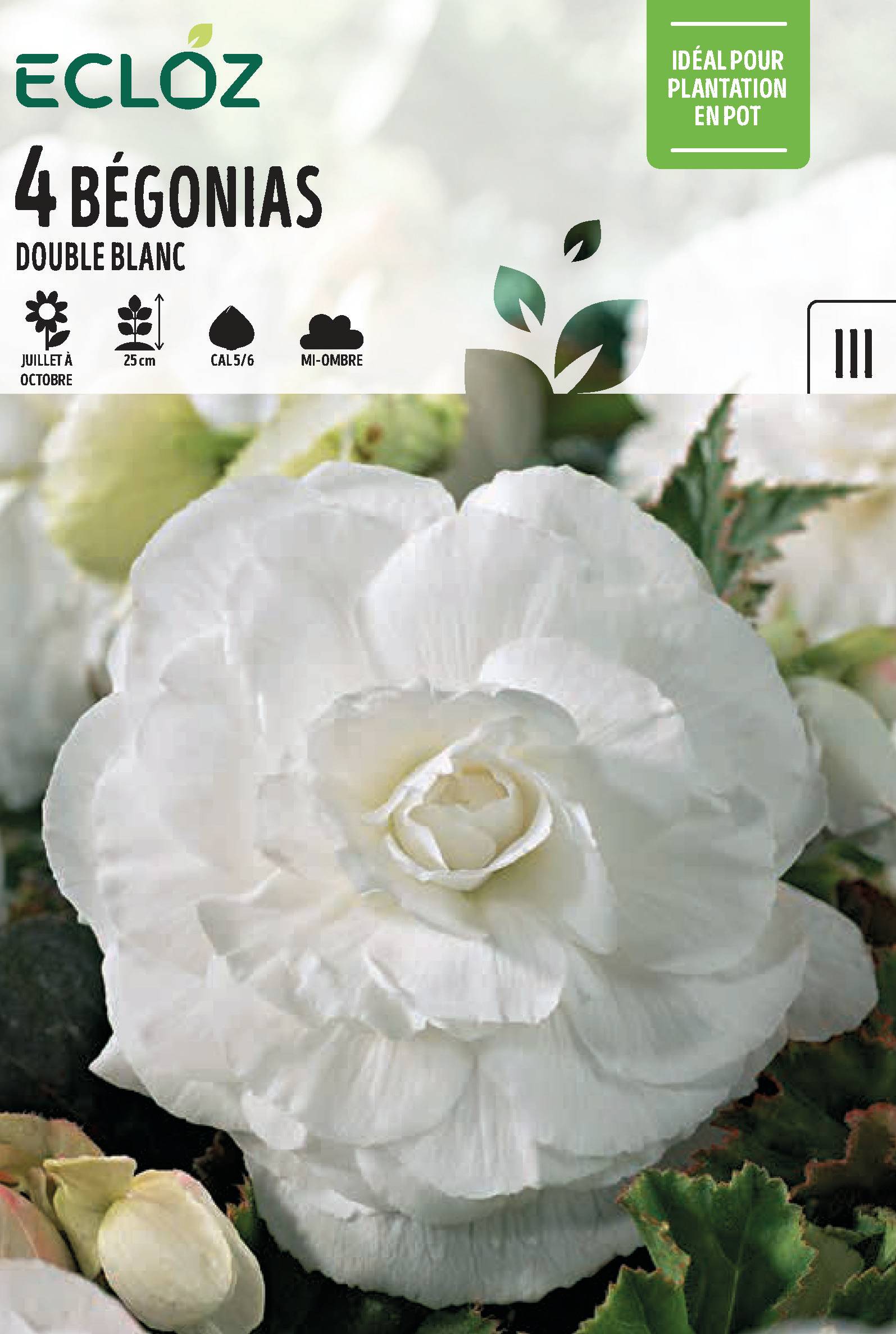 Ecloz - Bégonia double blanc cal 5/6 x4 - ECLOZ