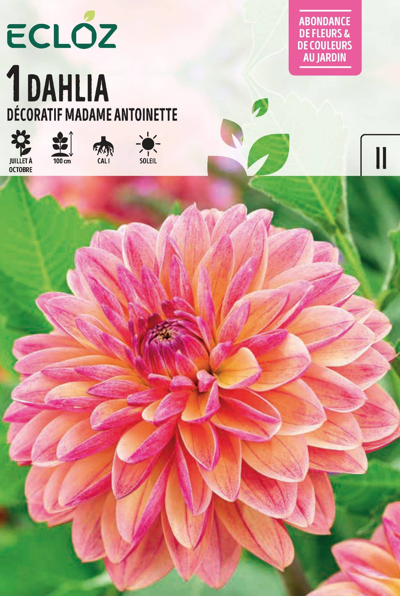 Ecloz - Dahlia Décoratif Madame Antoinette X1 Cal I - ECZ