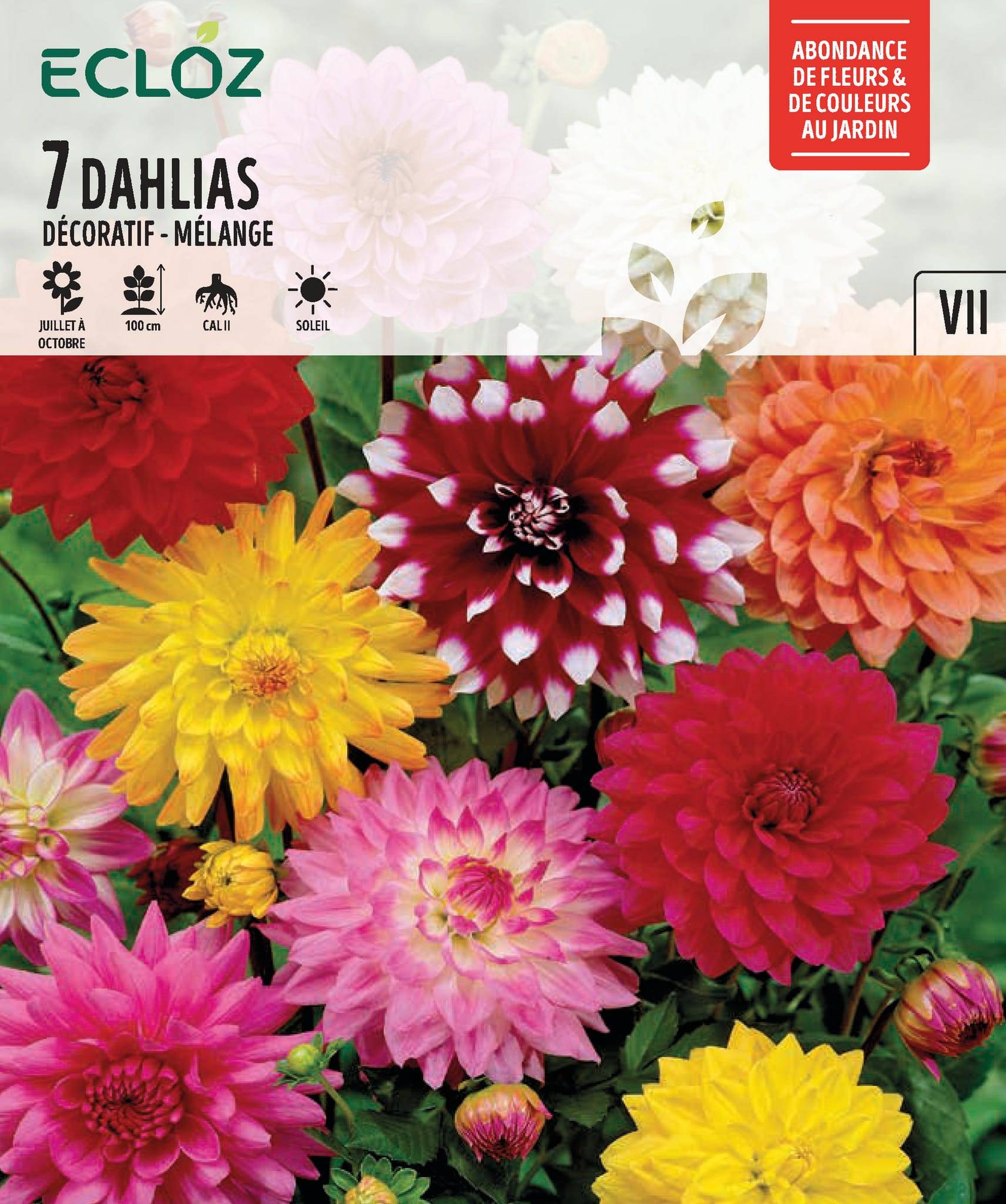Ecloz - Dahlias décoratifs variés Calibre 2 x 7 – ECLOZ