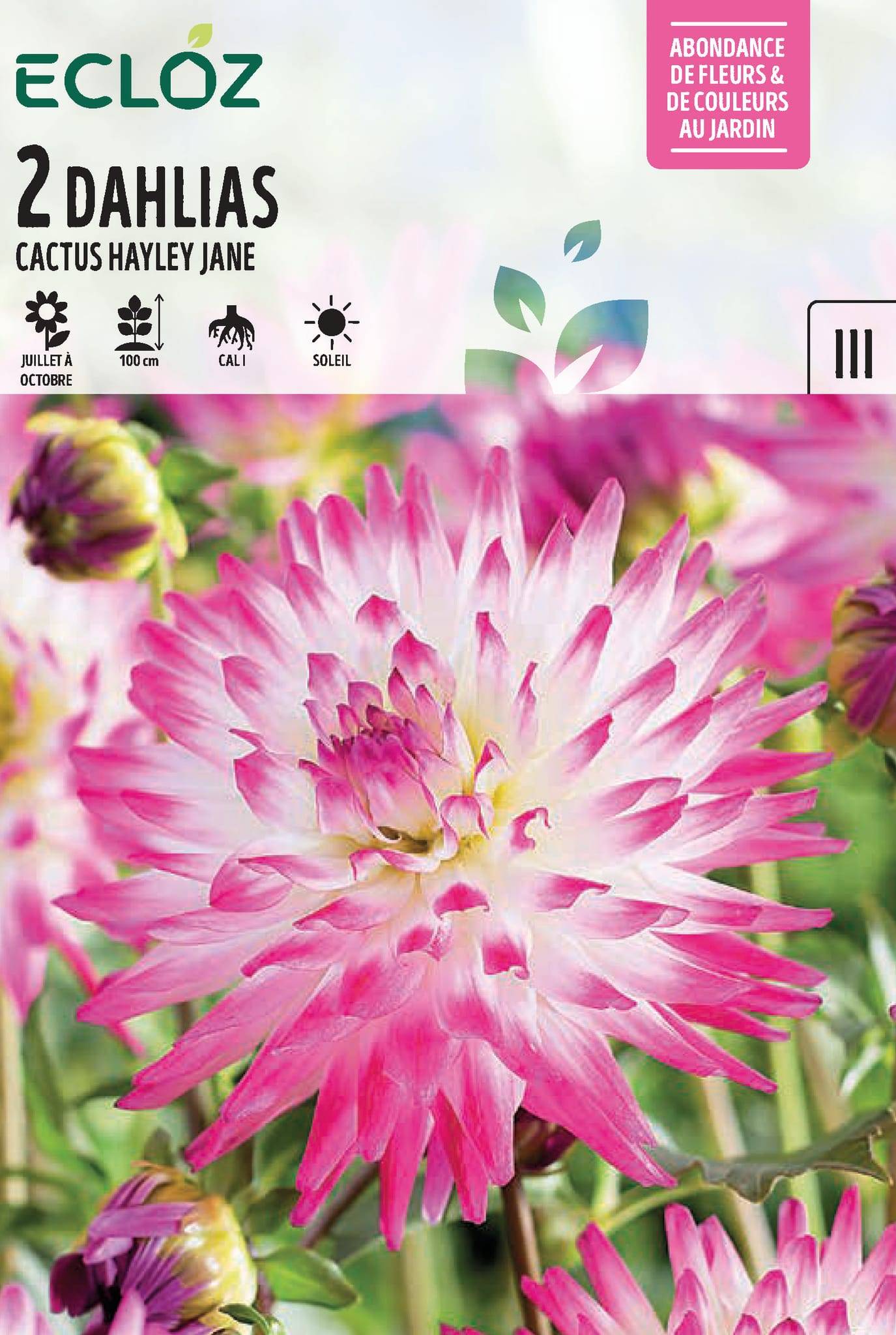 Ecloz - Dahlia Pompon Little Robert Calibre I X2 - ECLOZ