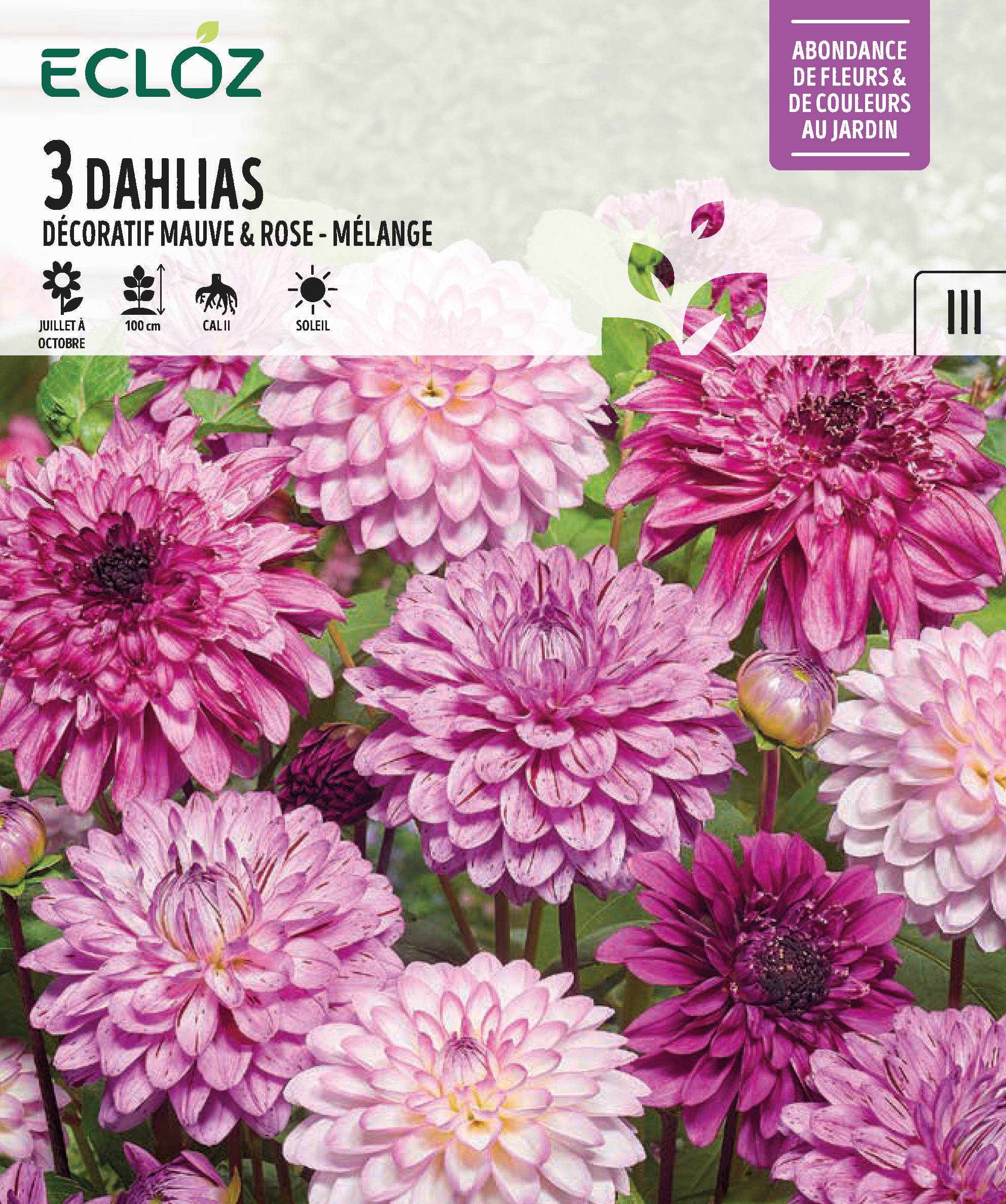 Ecloz - Harmonie de couleurs dahlia mauve rose calibre 1 x 3 - ECLOZ