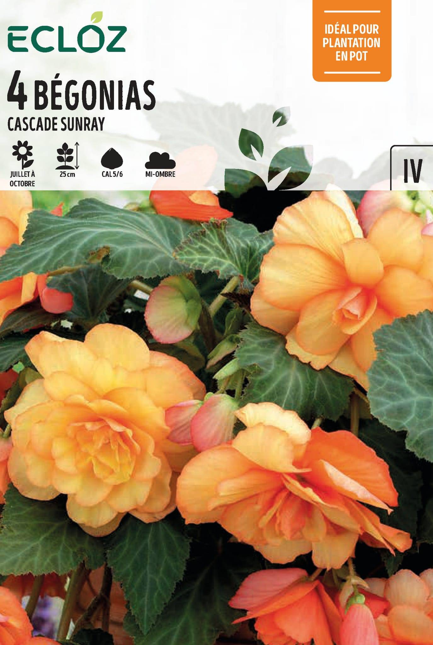 Ecloz - Bégonia Cascade Sunray Calibre 5/6 x4 - ECLOZ