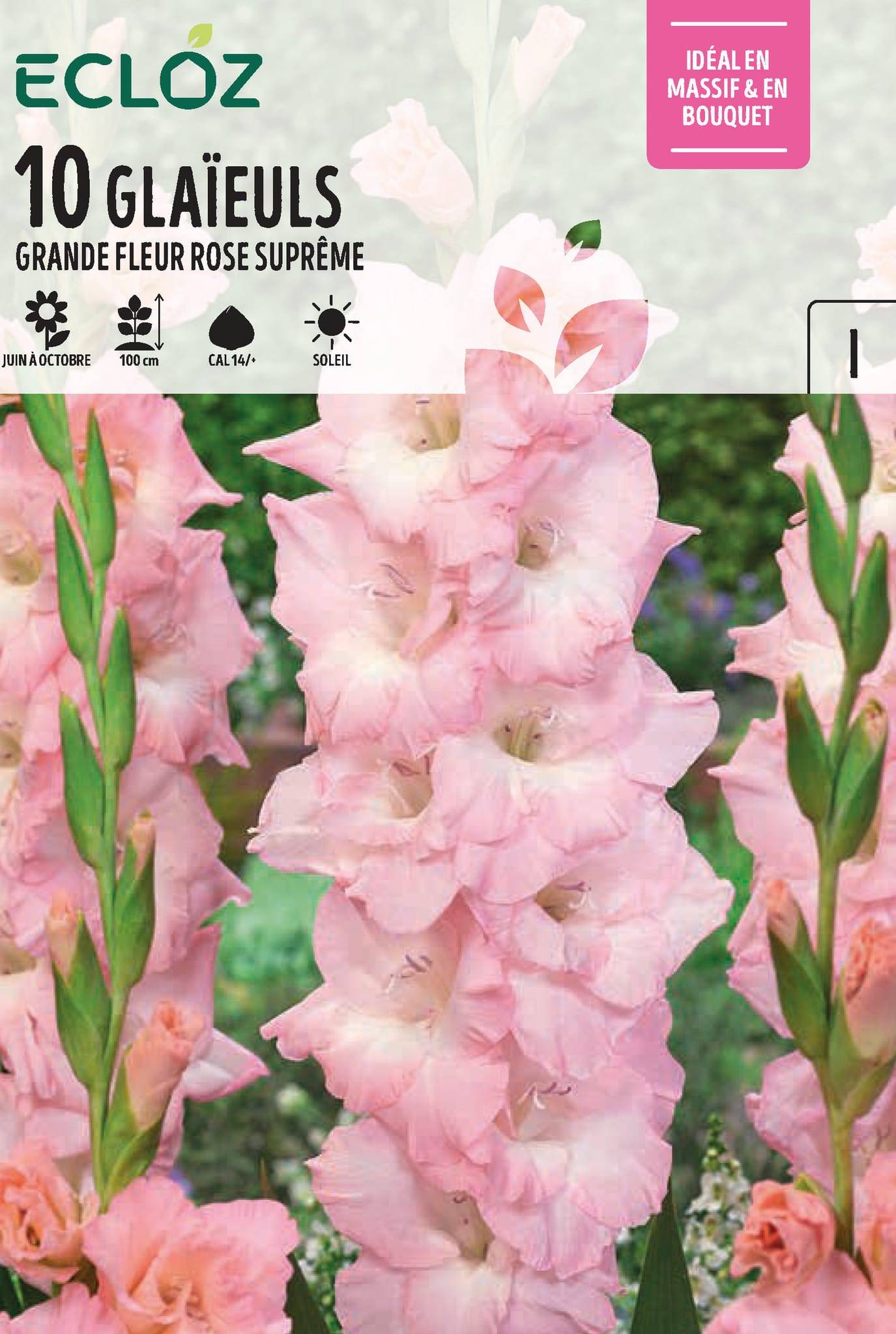 Ecloz - Glaïeul Calibre 14+ Rose Supreme x10 – ECLOZ