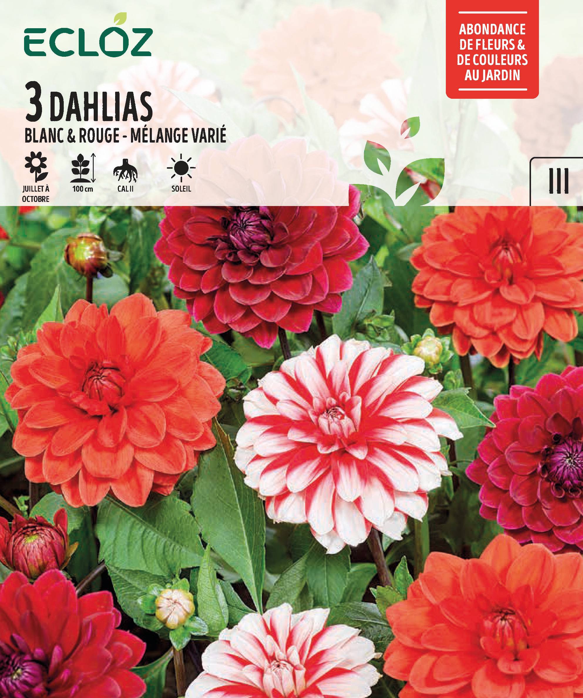 Ecloz - Dahlia Blanc Rouge Calibre 1 x 3 - HARMONIE DE COULEURS