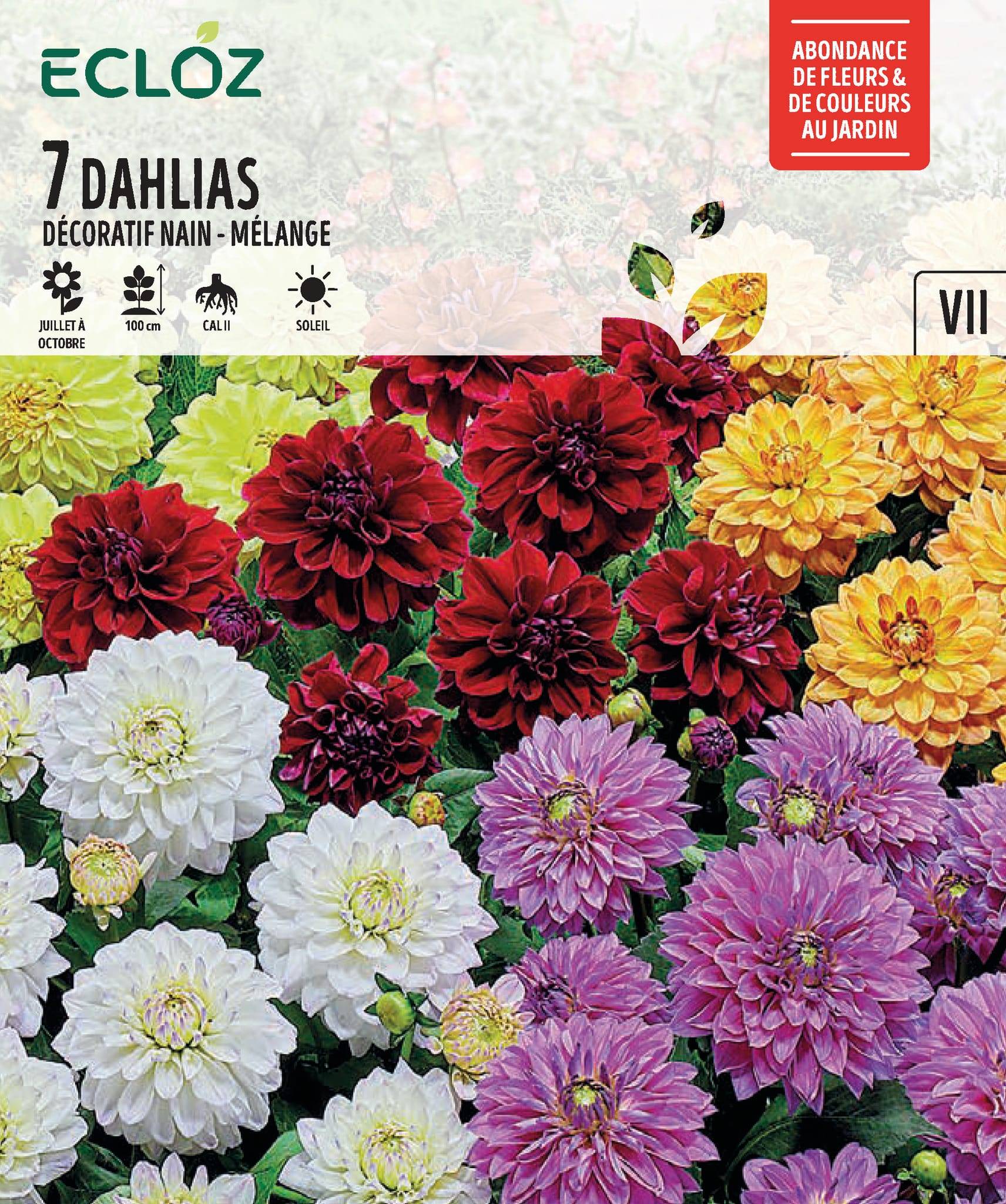 Ecloz - Dahlias décoratifs nains variés calibre 2 x 7 – ECLOZ