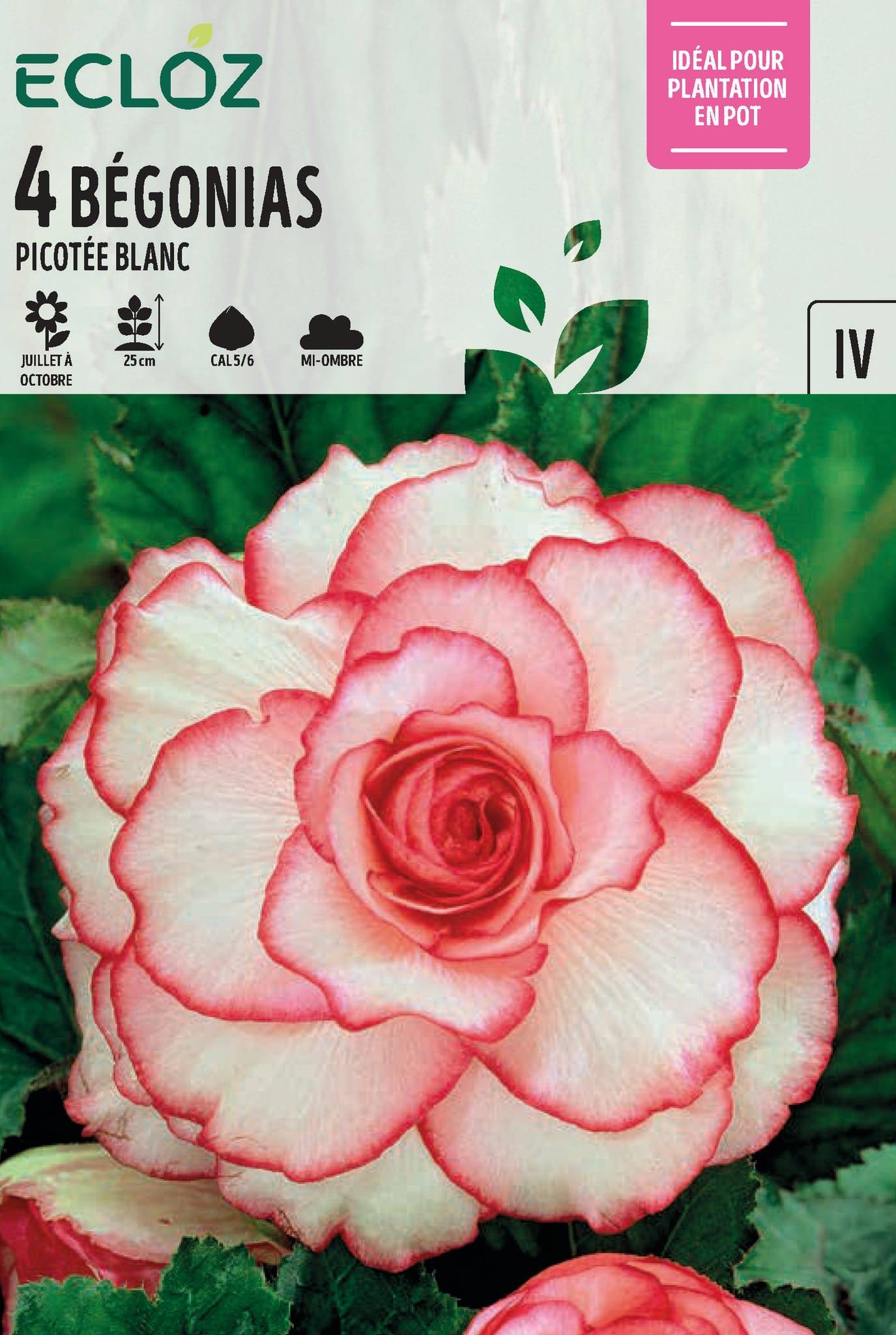 Ecloz - Bégonia picotée blanc bulbes cal 5/6 x4 - ECLOZ