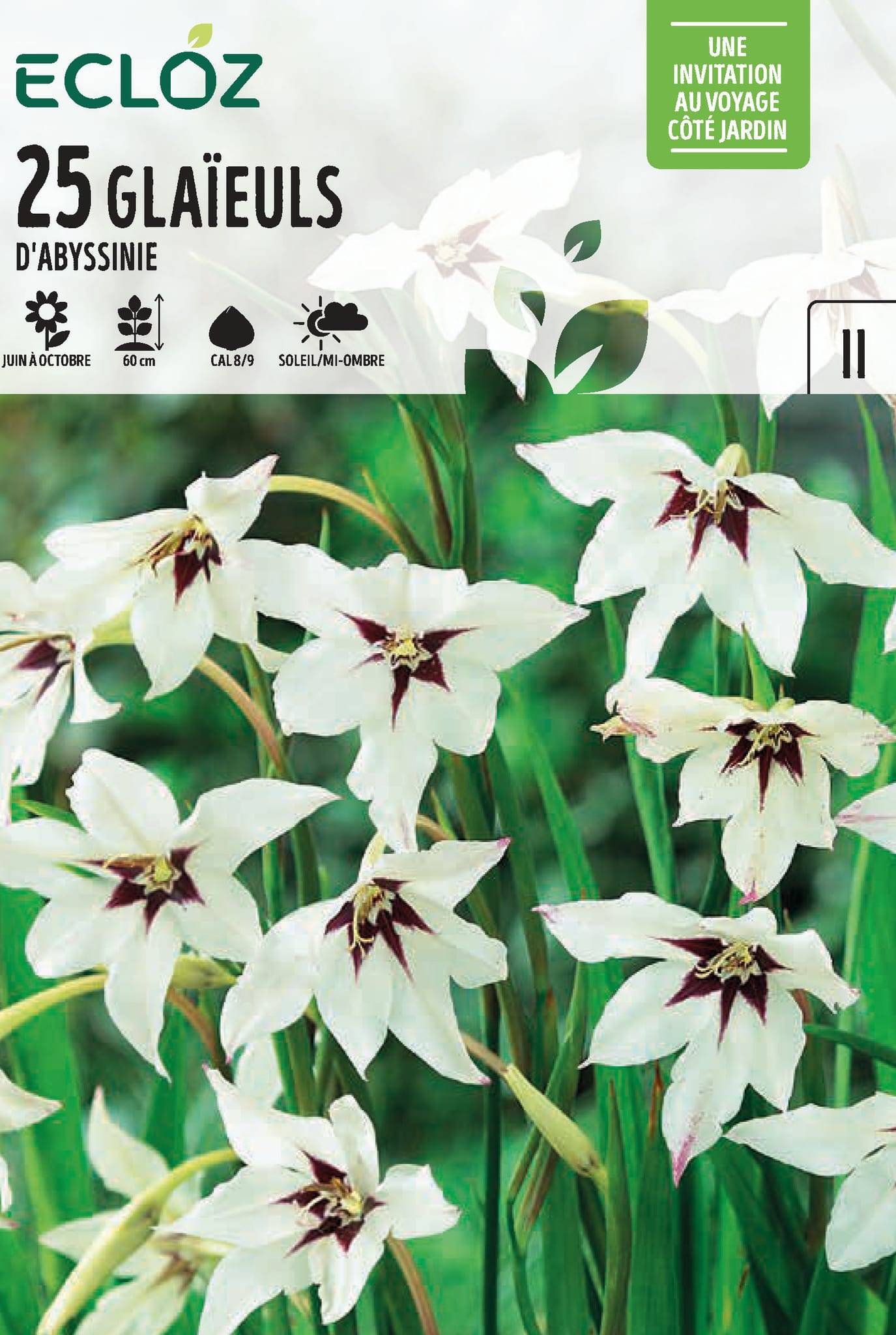 Ecloz - Acidanthera Murielae Glaïeul d'Abyssinie Calibre 8 9 x 25 – ECLOZ