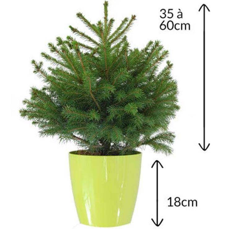 Naudet Sapin - Petit sapin de Noël SIMPLEMENT CHOU H.50-75 cm - Image 2