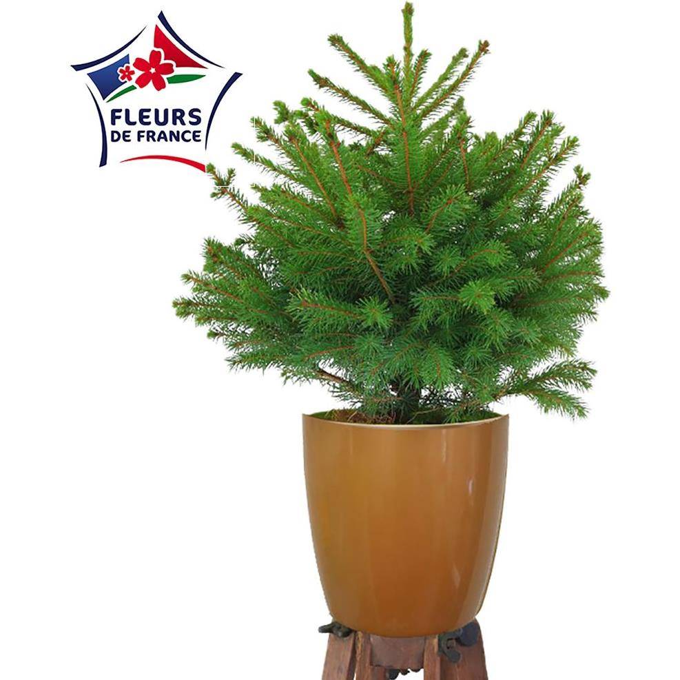 Naudet Sapin - Petit sapin de Noël SIMPLEMENT CHOU H.50-75 cm - Image 1