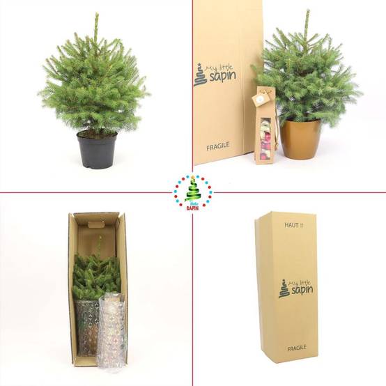 Naudet Sapin - Petit sapin de Noël CHOUPINOU H.50-75 cm - Image 4