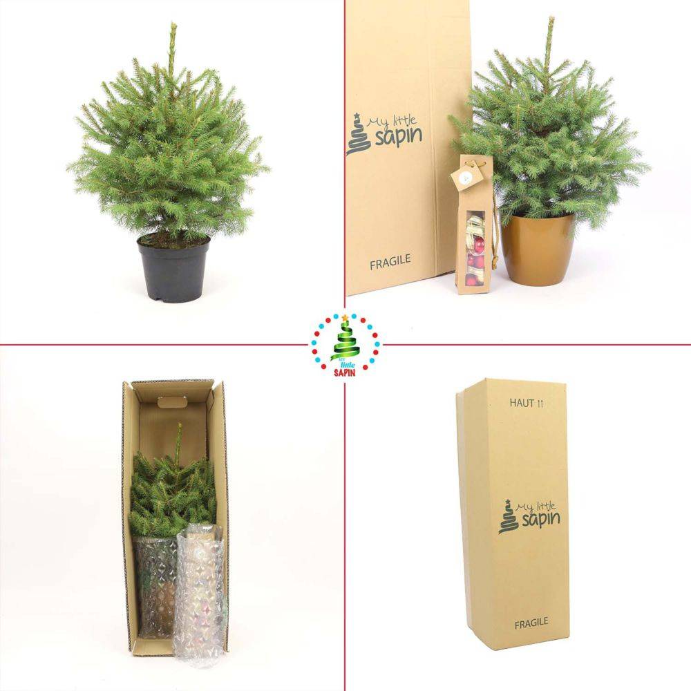 Naudet Sapin - Petit sapin de Noël CHOUPINOU H.50-75 cm - Image 4