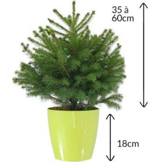 Naudet Sapin - Petit sapin de Noël CHOUPINOU H.50-75 cm - Image 3