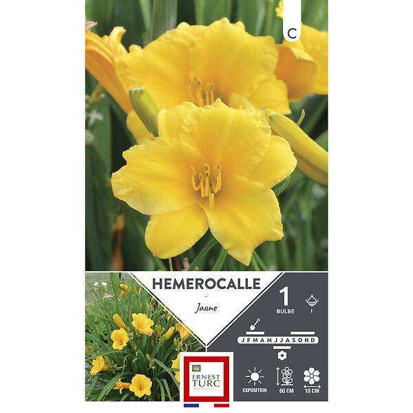 Hemerocalle plante longue feuilles fleurs jaunes x1 – ET PRI N