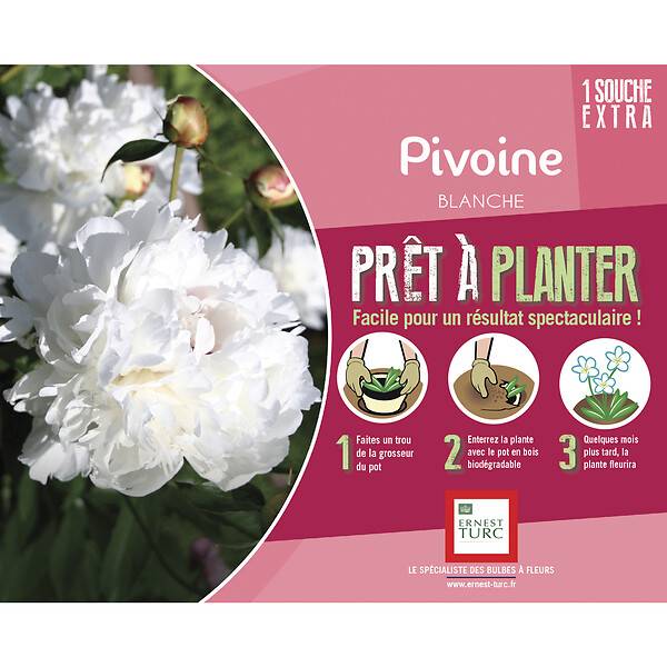 Pivoine blanche extra plante vivace - ET PRI N