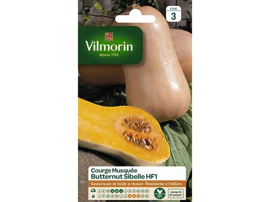 Vilmorin - Courge Musquée Butternut Sibelle serie 3 sachet graines 2 g - Vilmorin