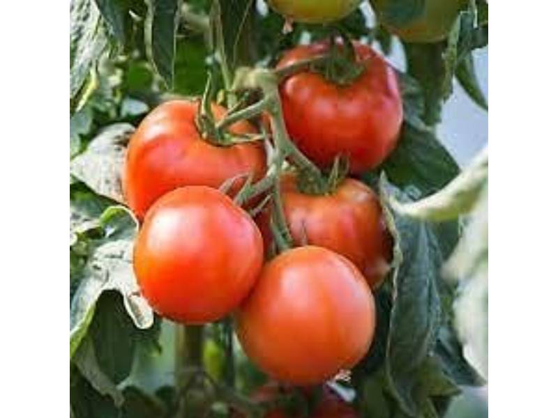France Graines - Tomate Saint Pierre serie 1 sachet graines 1 g - France Graines - Image 2