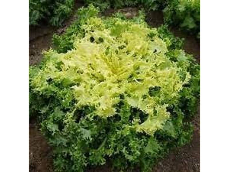 France Graines - Chicorée frisée de Ruffec serie 1 sachet graines 3 g - France Graines - Image 2
