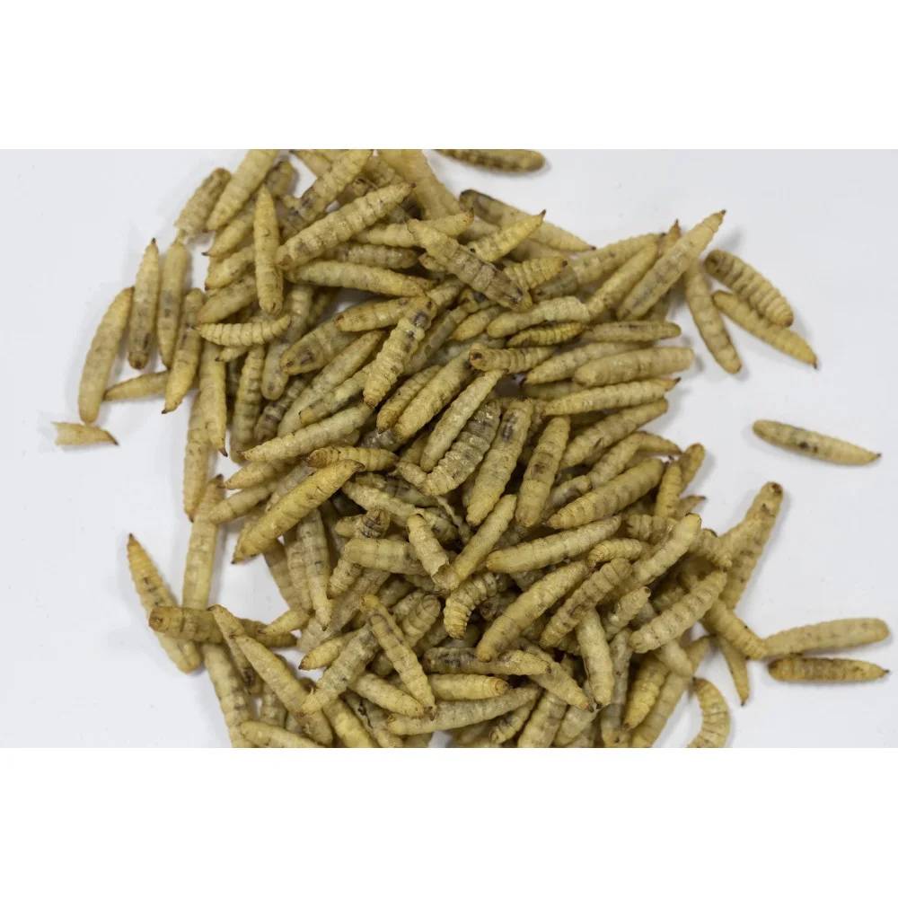 Insectes séchés 250 g pour oiseaux - ZOLUX - Imagen 2
