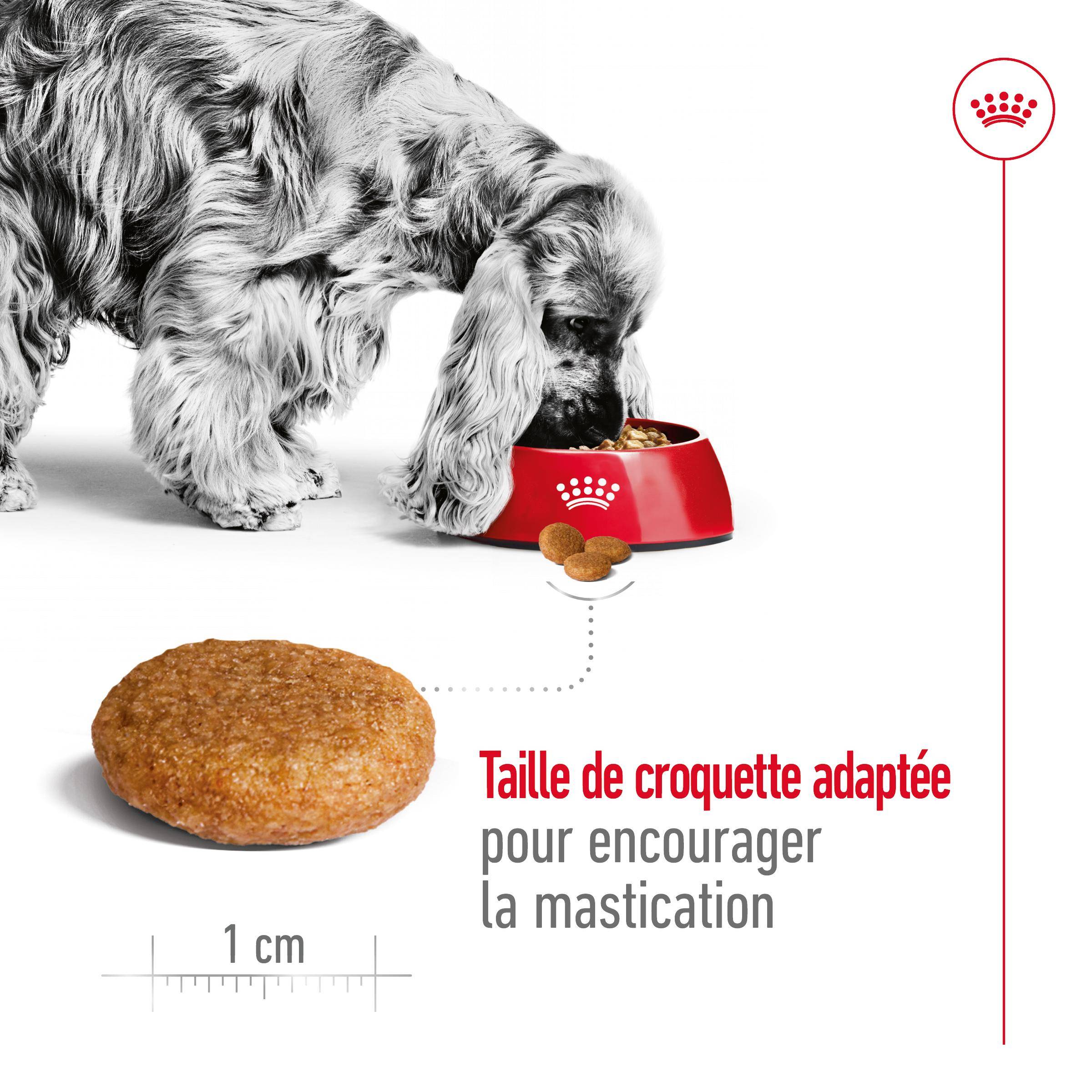 Royal Canin - Croquettes Chien Medium Adult - ROYAL CANIN - Image 3