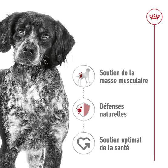 Royal Canin - Croquettes Chien Medium Adult - ROYAL CANIN - Image 7