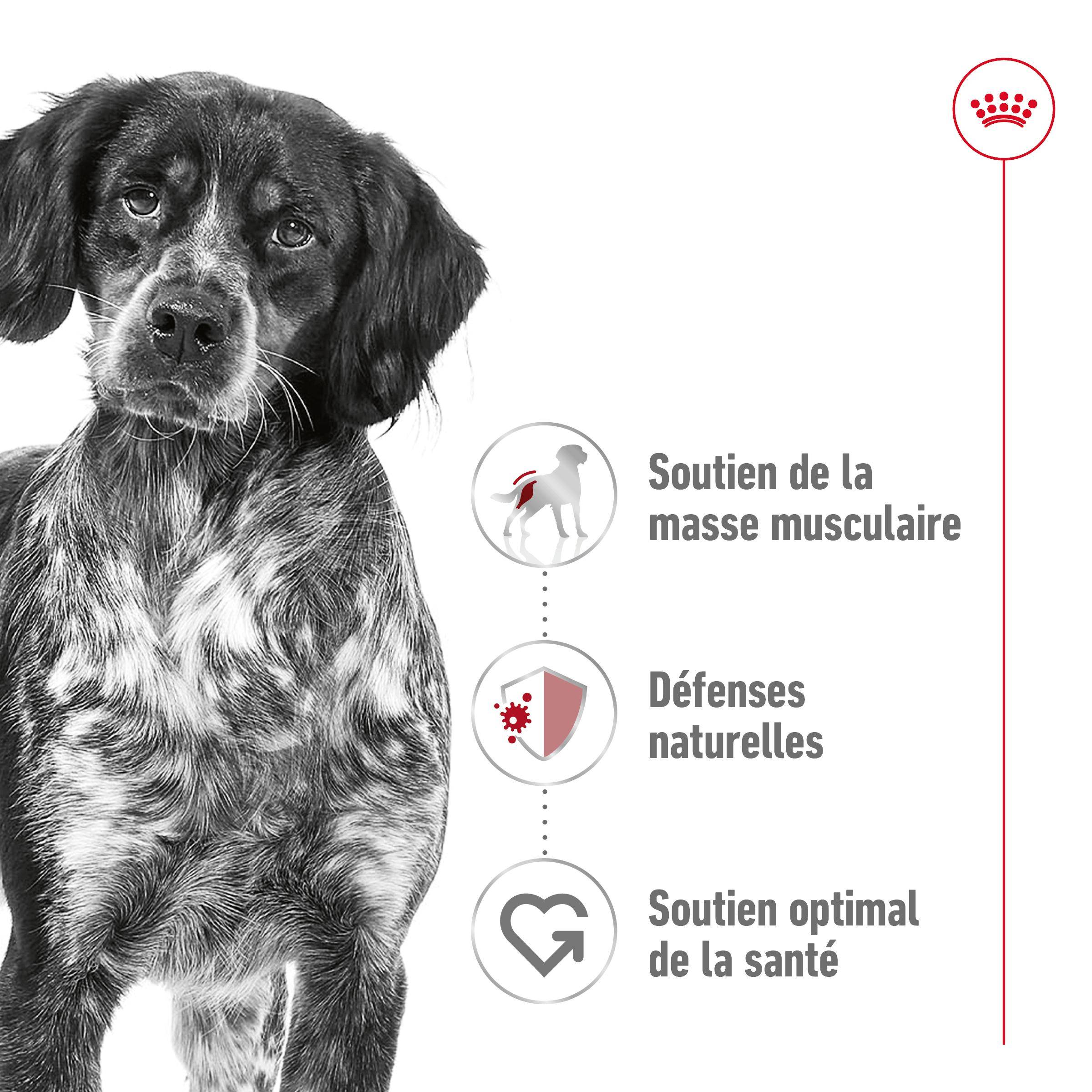 Royal Canin - Croquettes Chien Medium Adult - ROYAL CANIN - Image 7