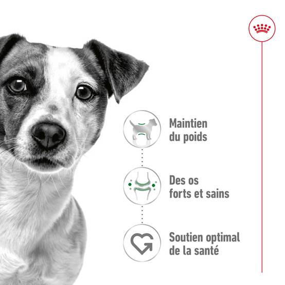 Royal Canin - Croquettes pour chien Mini Adult - ROYAL CANIN - Image 4