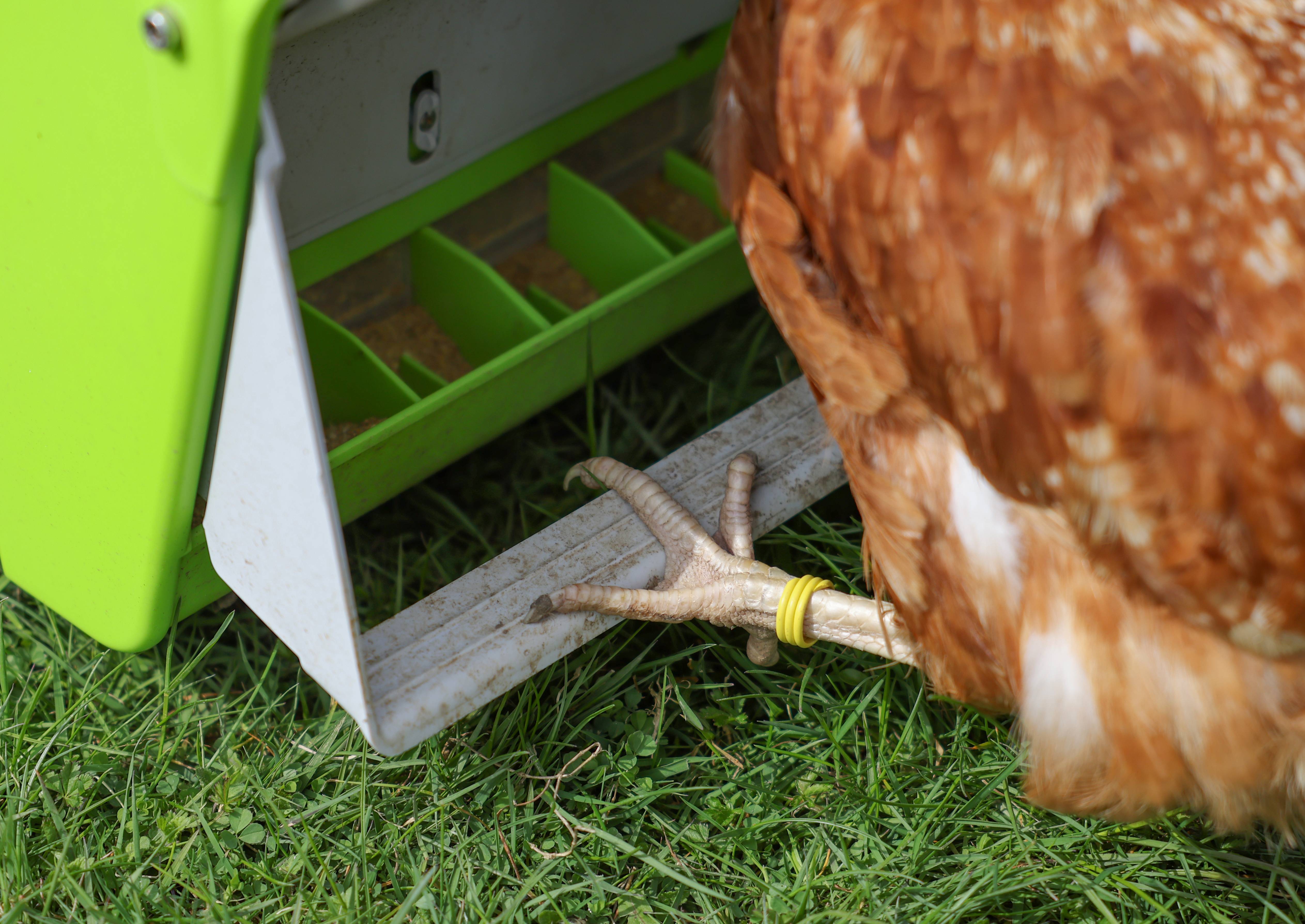 Kerbl - Nourrisseur automatique pour poule et volailles de la basse-cour SmartCoop 7,5 kg - Kerbl - Imagen 2