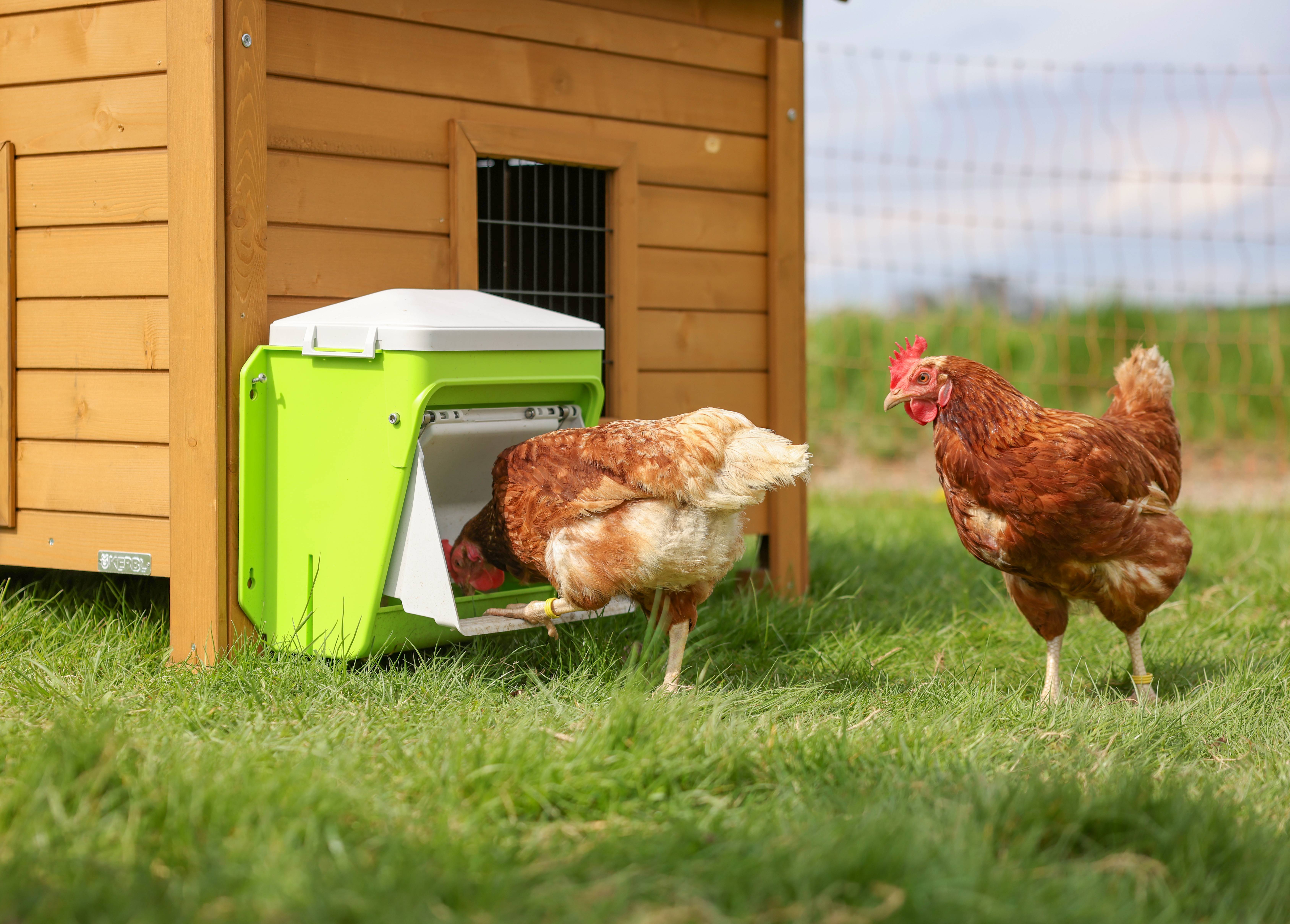 Kerbl - Nourrisseur automatique pour poule et volailles de la basse-cour SmartCoop 7,5 kg - Kerbl - Imagen 3