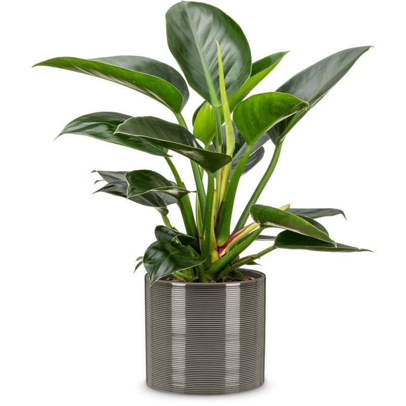 Scheurich - Macetero 828/28 Glass Grey Cerámica Ø 28 cm - SCHEURICH - Imagen 2