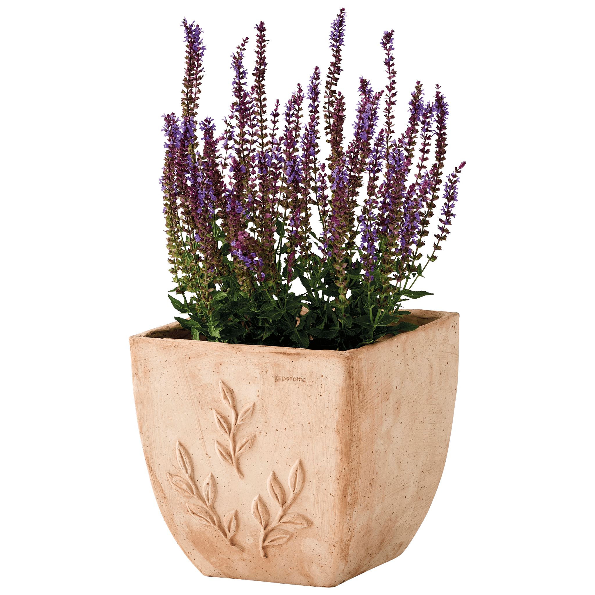 Ecloz - Pot "Amano" carré en terre cuite Galestro Ø 28 cm - ECLOZ - Imagen 2