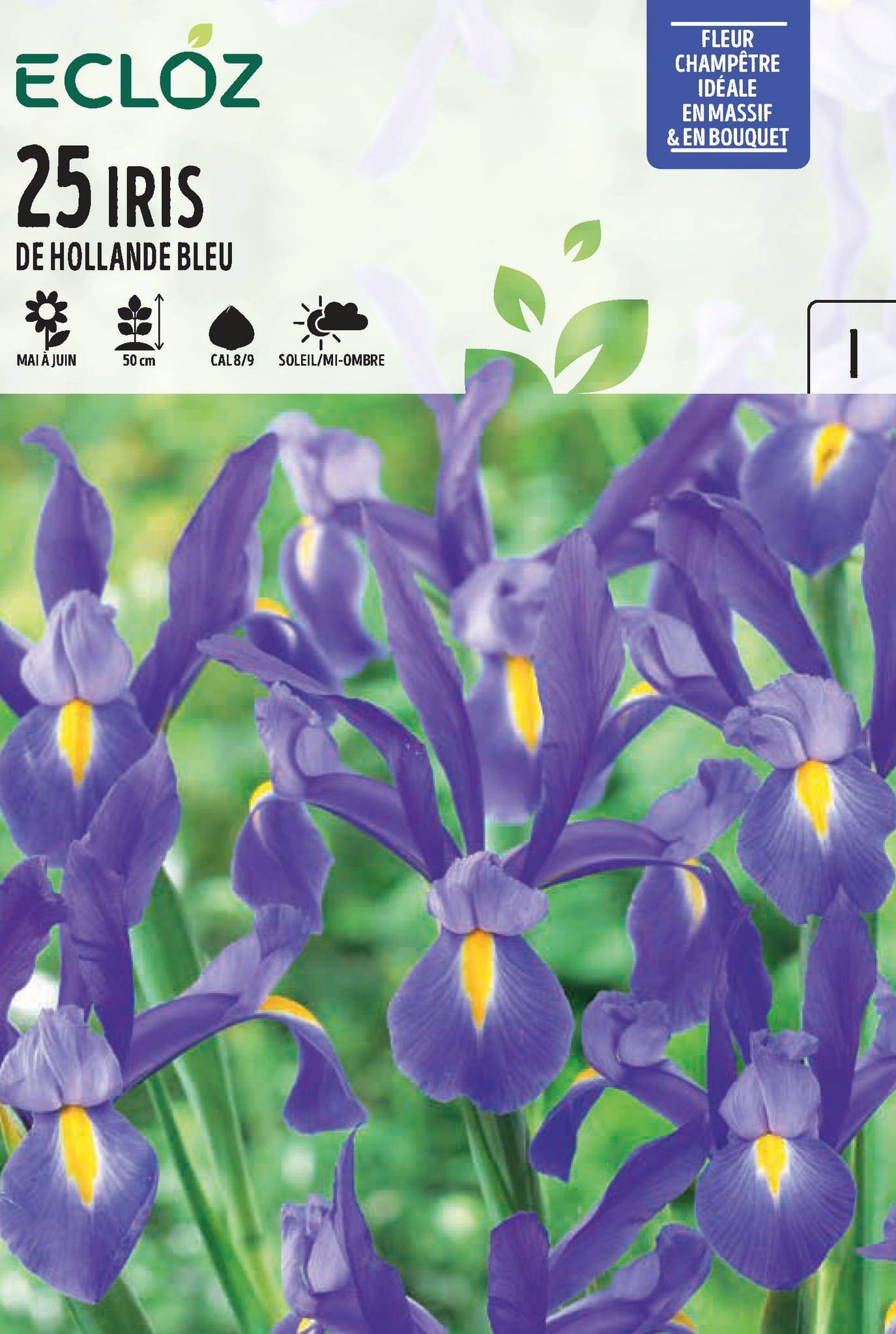 Ecloz - Bulbes Iris Hollandica Bleu Cal 8/9 x 25 – ECLOZ