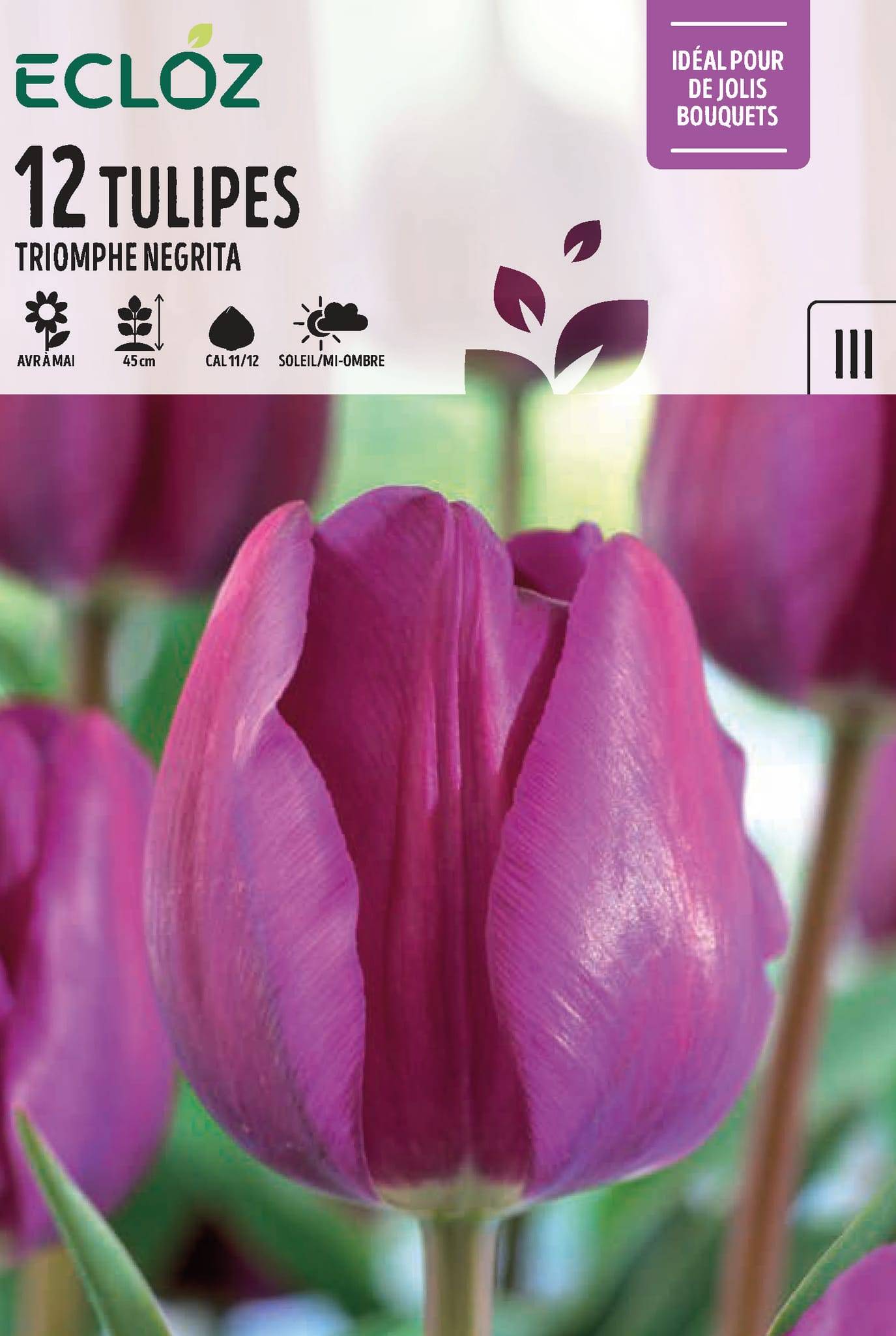 Ecloz - Tulipe Triomphe Bulbes Violet Cal 11/12 x 12 - ECLOZ