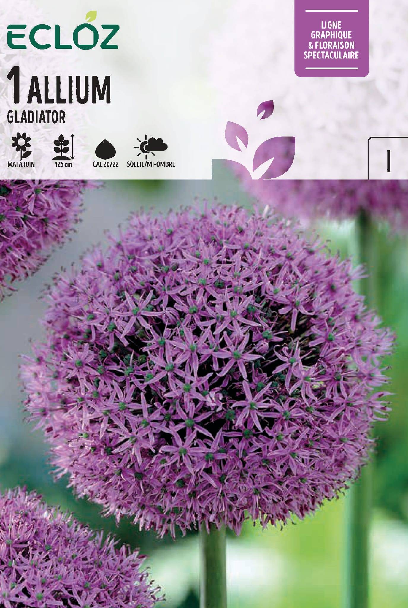 Allium Gladiator Violet Cal 20/22 Ø 125 cm – ECLOZ - Jardiland