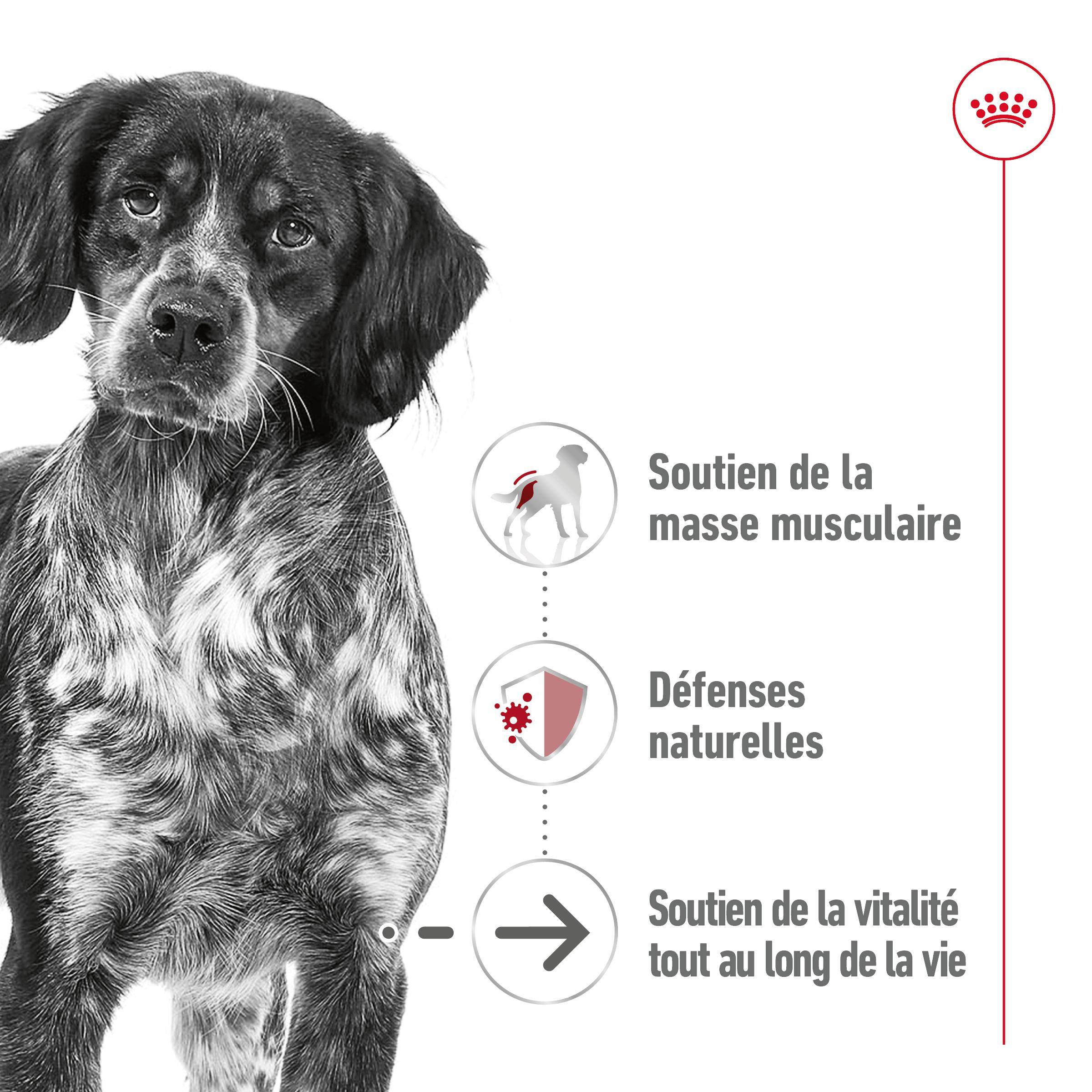 Royal Canin - Royal Canin - Medium Ageing 7+ Can - 410 g - Image 3