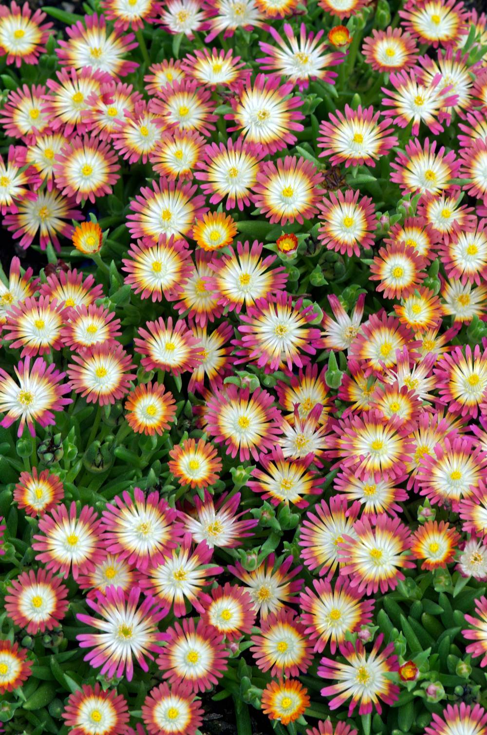 DELOSPERMA Jewel Of Desert 'Ruby' ECOLO C2L - Pot 2L - Jardiland