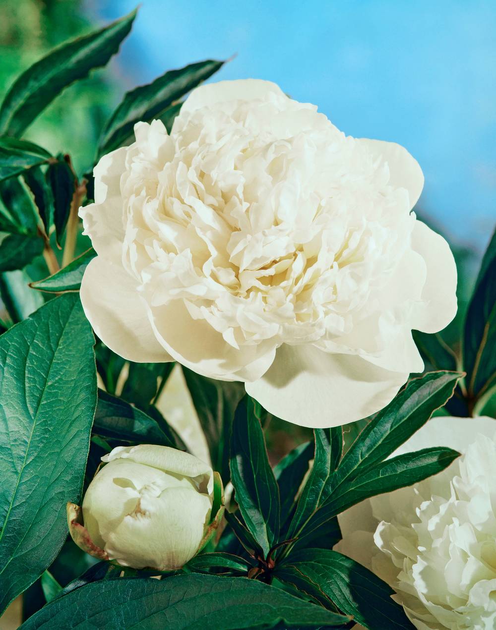 Paeonia lactiflora 'Marie Lemoine' - Pivoine herbacée