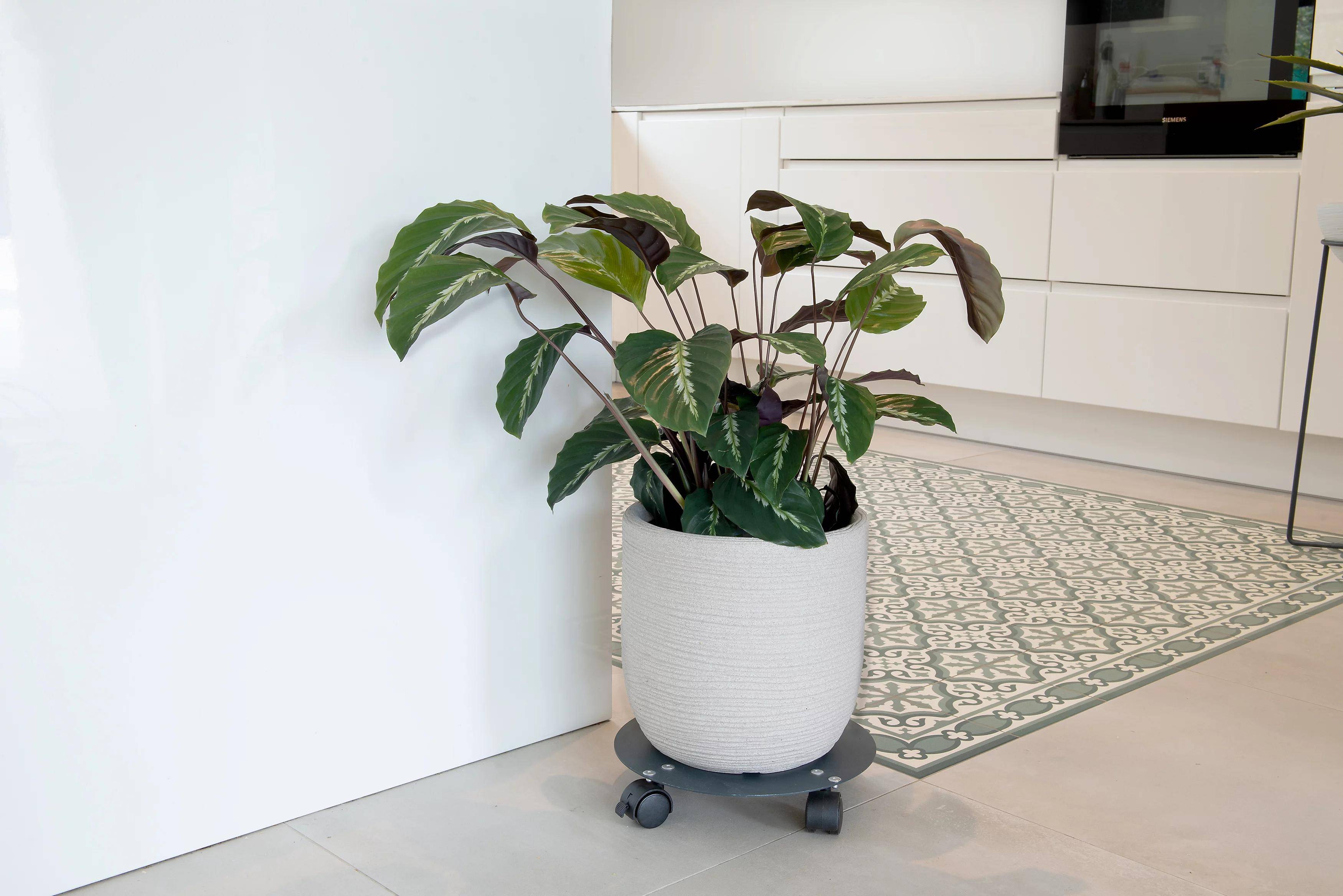 Roule-plante acier rond gris anthracite Ø30 cm - Louis moulin - Image 2